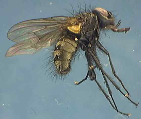 Phaonia serva